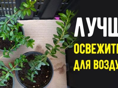 Какие комнатные цветы пахнут лучше всего