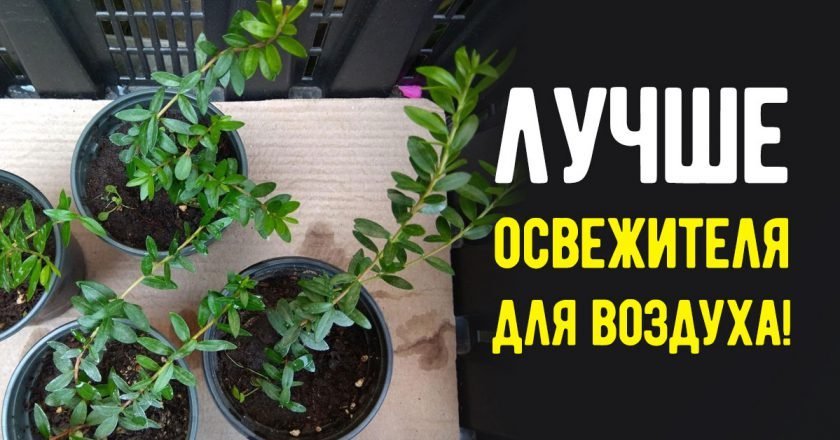 Какие комнатные цветы пахнут лучше всего Какие комнатные цветы пахнут лучше всего