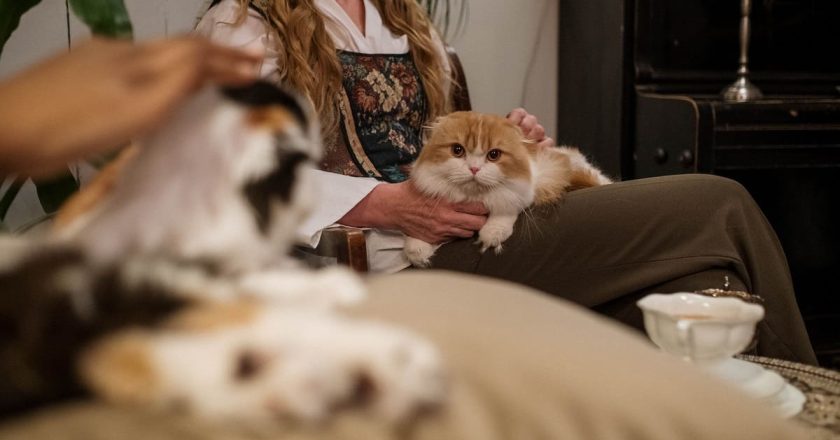 кошки для пожилых людей