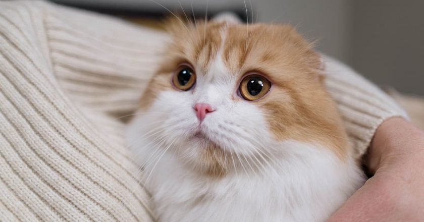 вислоухая кошка