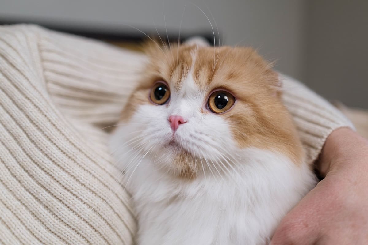 вислоухая кошка