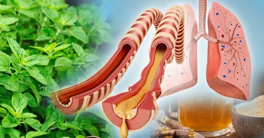 Какие растения полезны для легких