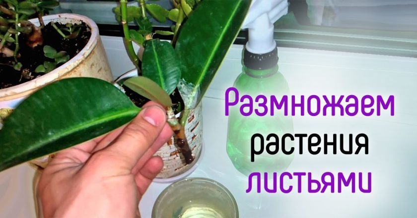 какие растения размножаются листьями