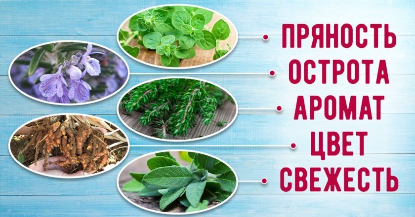 Какие специи лучше