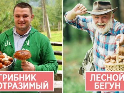 Тест: узнай, какой ты грибник