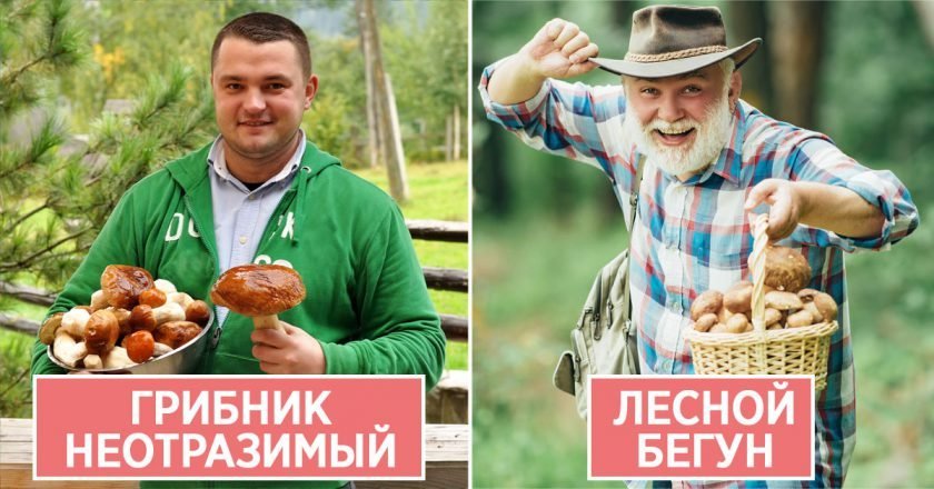 типы грибников
