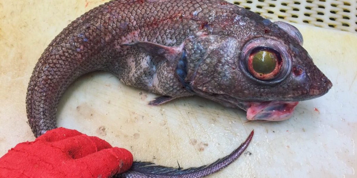 Почему Рыбу Продают Без Головы Фото