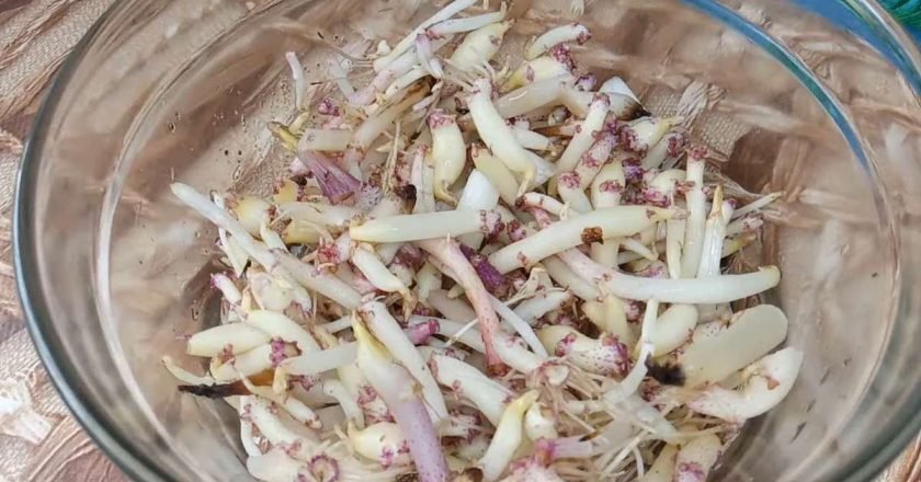 ростки картофеля
