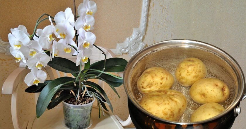 картофельный отвар для орхидей