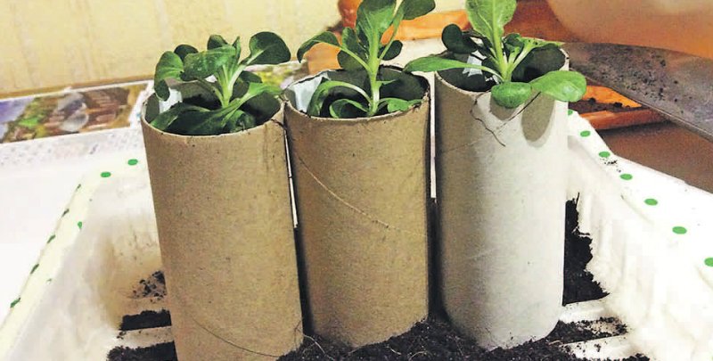 картонные стаканчики для рассады