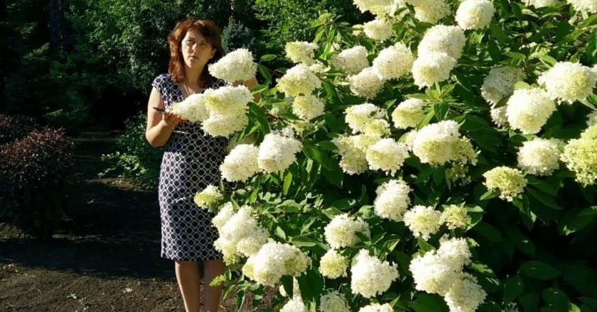 почва для гортензий