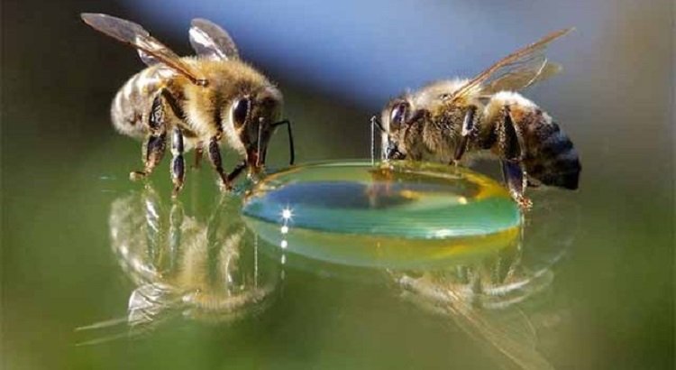 поддельный мёд