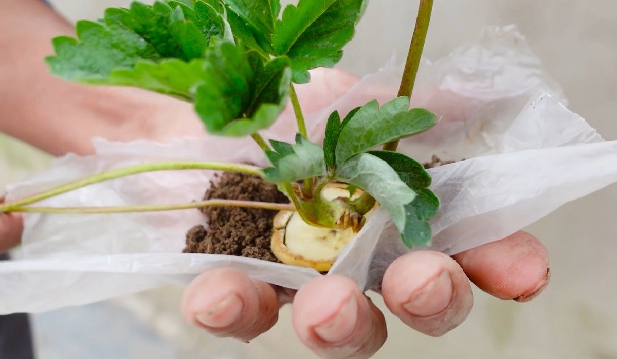 банан и росток клубники