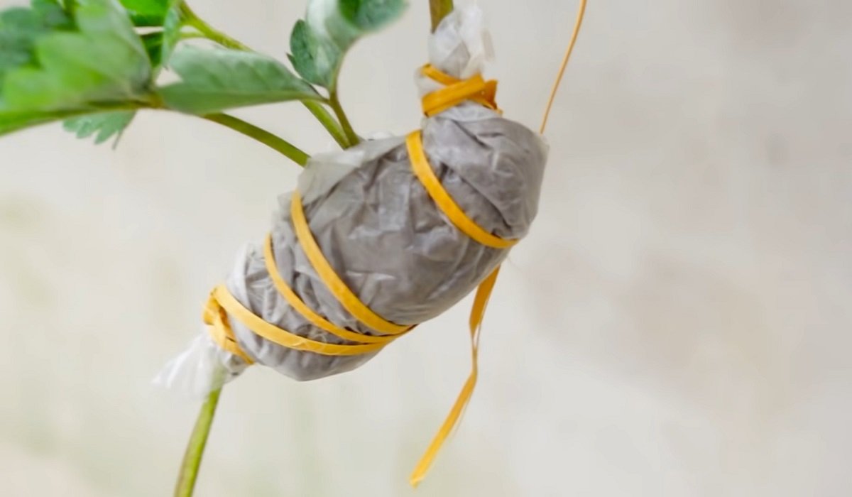 мешочек для образования корней