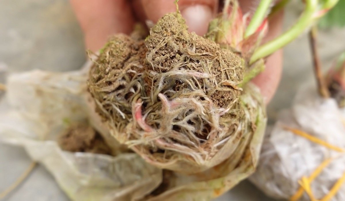 образовавшаяся корневая система