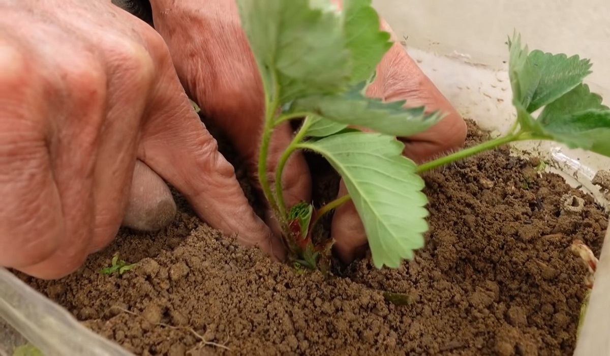 высадка клубники в грунт