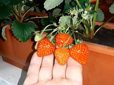 Клубника в квартире: как пересадить куст в горшок на зиму