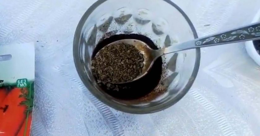 семена моркови с кофейным жмыхом