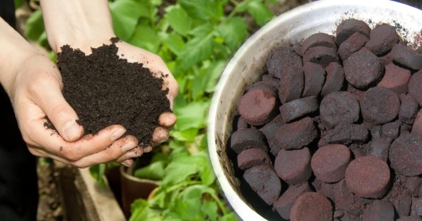 Кофейная гуща как удобрение для растений: секреты огородников