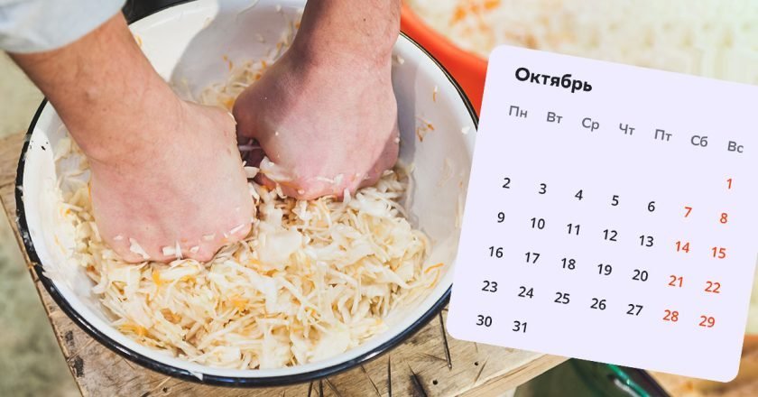 когда квасить капусту