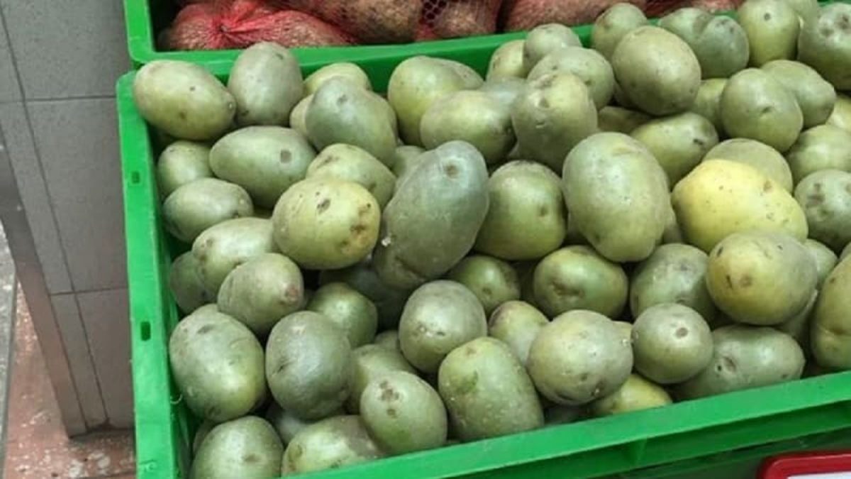 Зеленый картофель можно. Зеленый картофель. Зеленый картофель соланин. Позеленение клубней картофеля. Неспелый картофель.