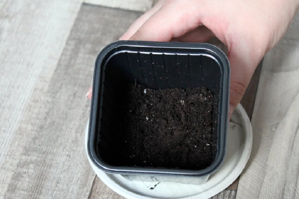  горшок с грунтом 