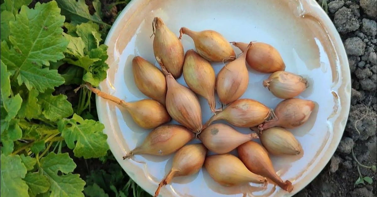 когда садить лук на зиму