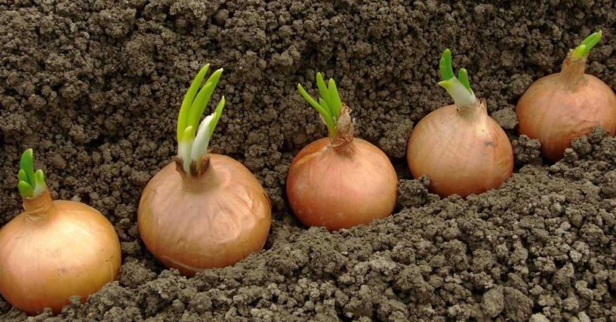 как сеять лук