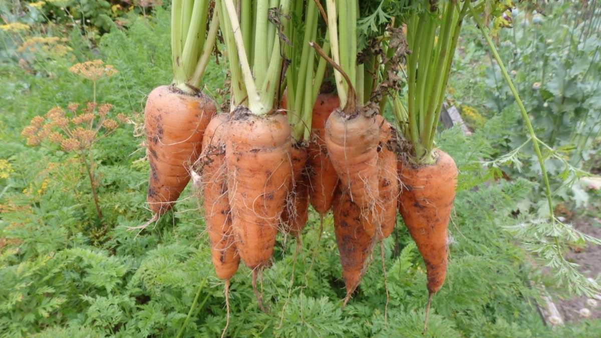 Сорняки моркови. Морковка фото. Как растет морковь. Выдернул морковку из земли. Морковь выросла складчатой.