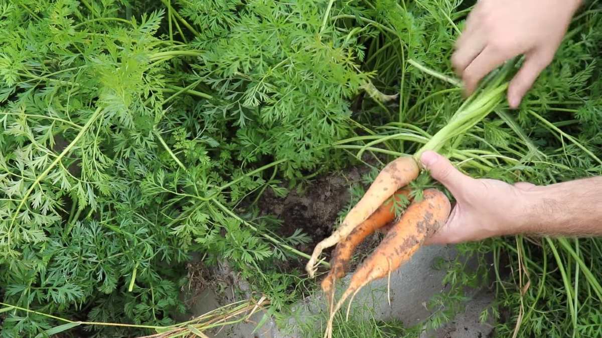 молодая морковь