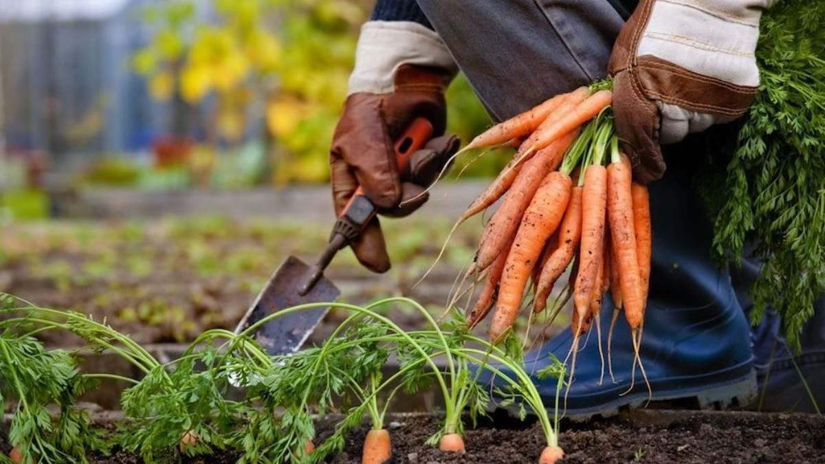 как выкопать морковь