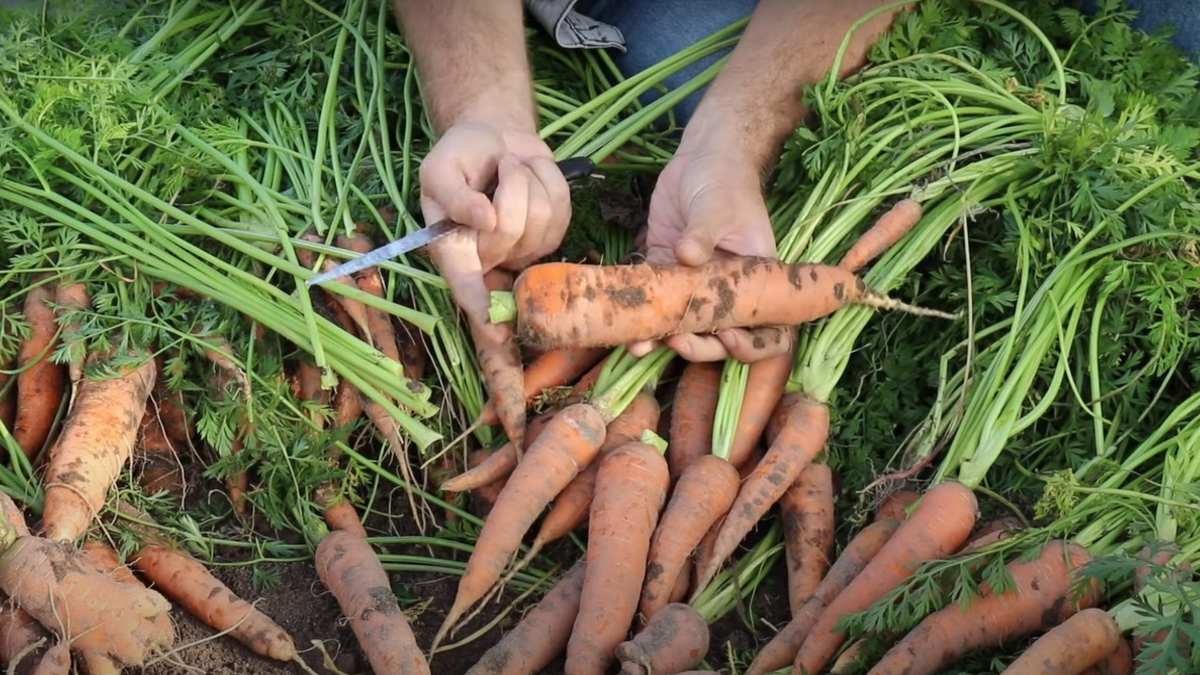 обрезка морковной ботвы