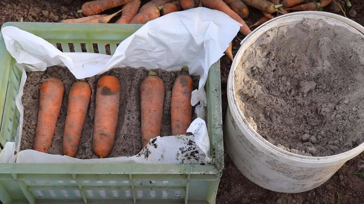 морковь в песке