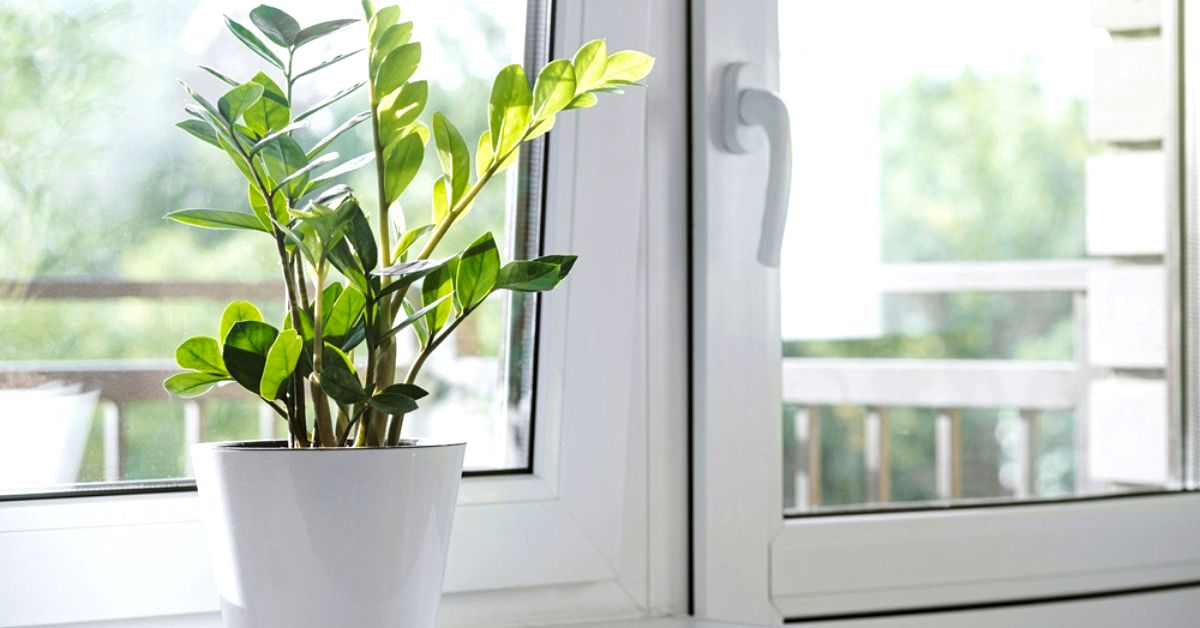 растения к деньгам