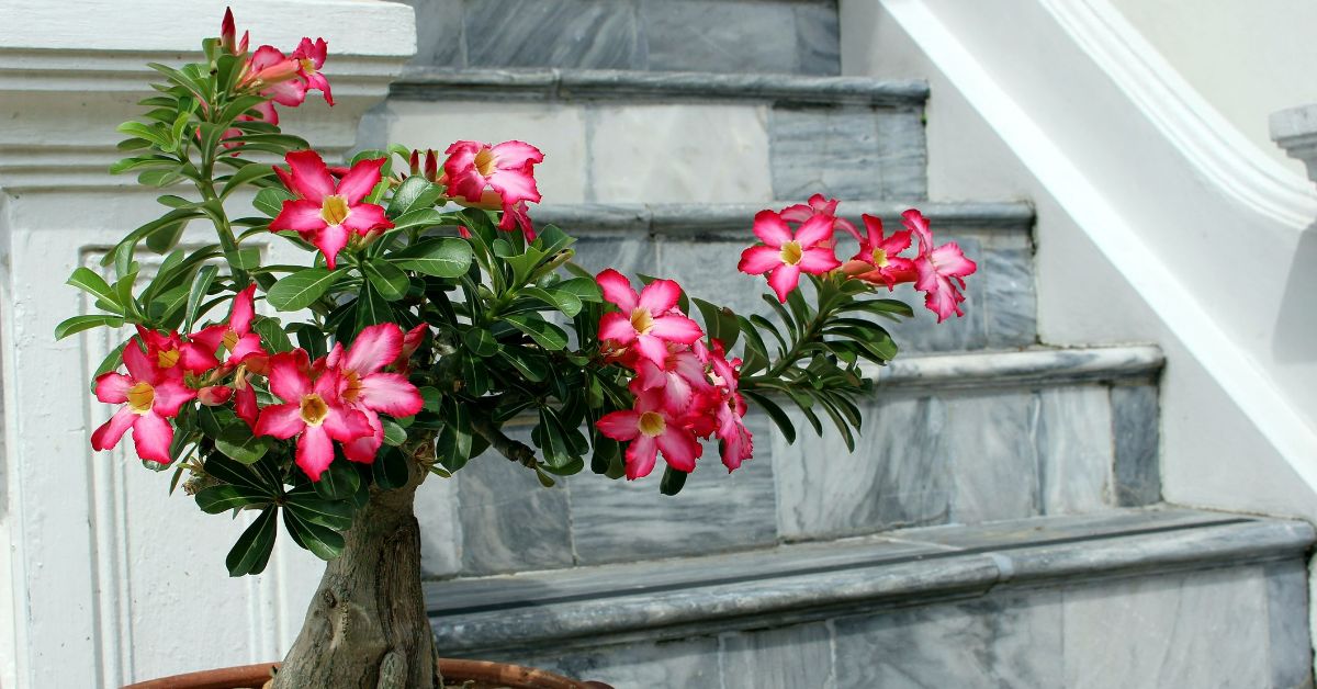 растения с позитивной энергетикой