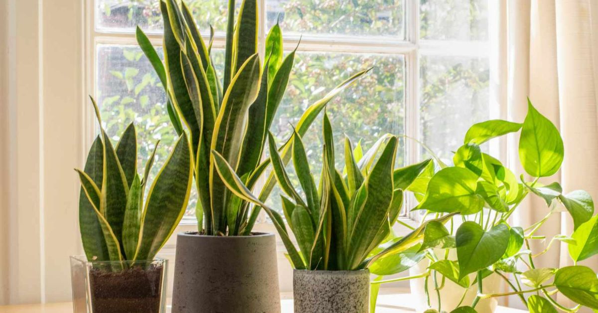 сансевиерия