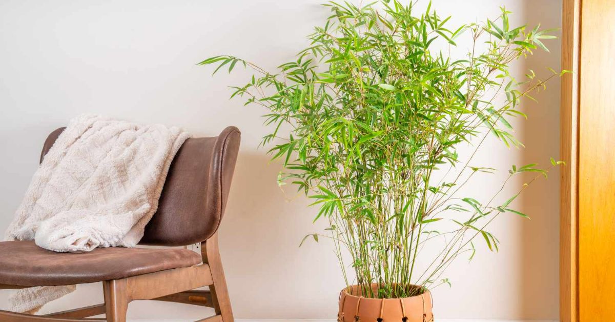 денежное дерево