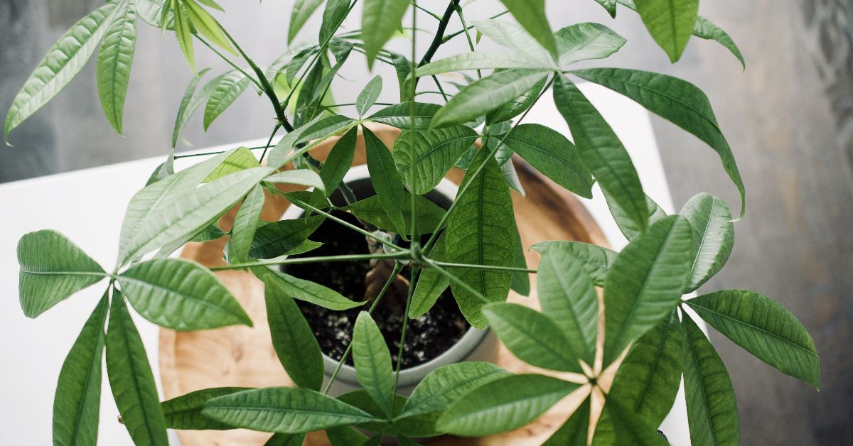 какое денежное дерево купить