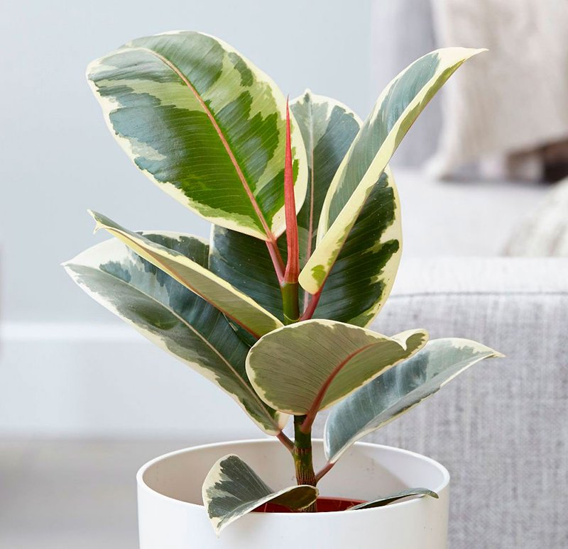 гиппеаструм