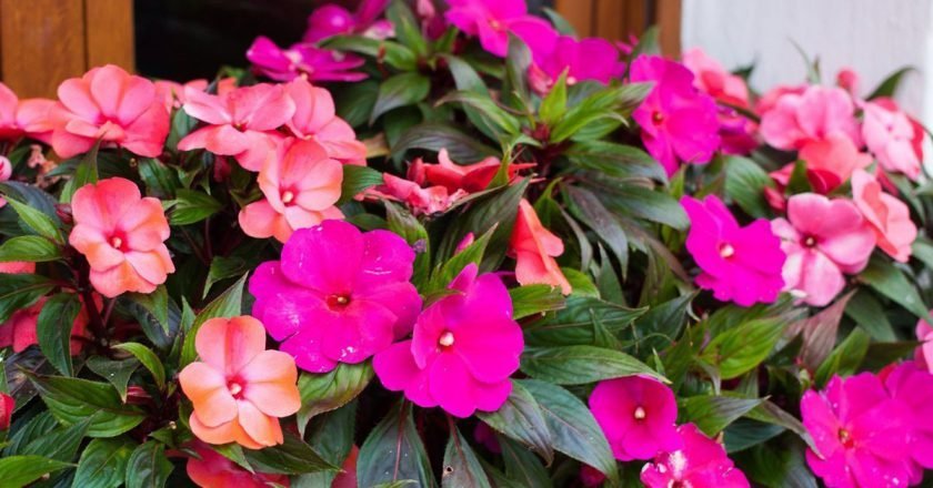 Комнатные цветы