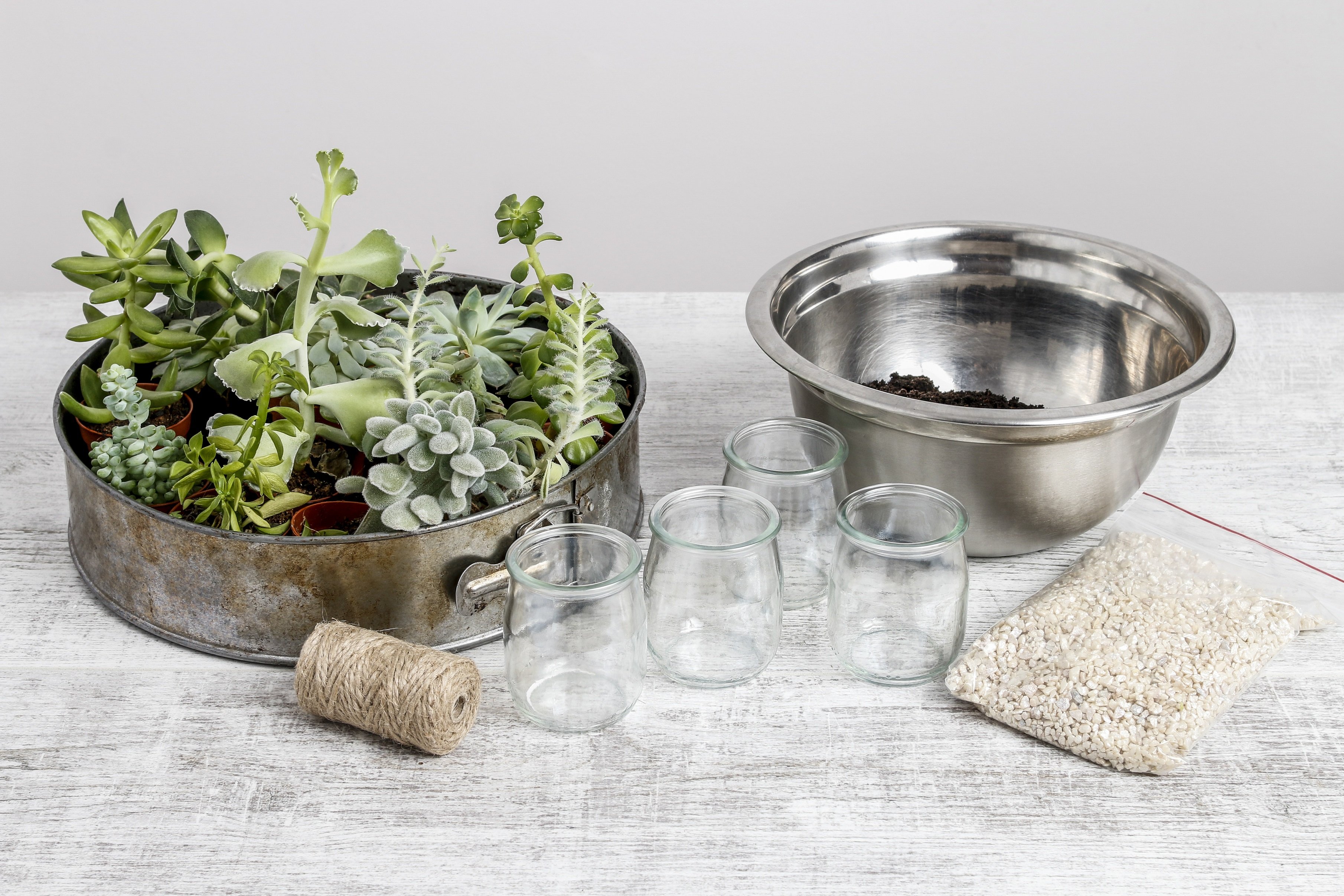 композиции из суккулентов