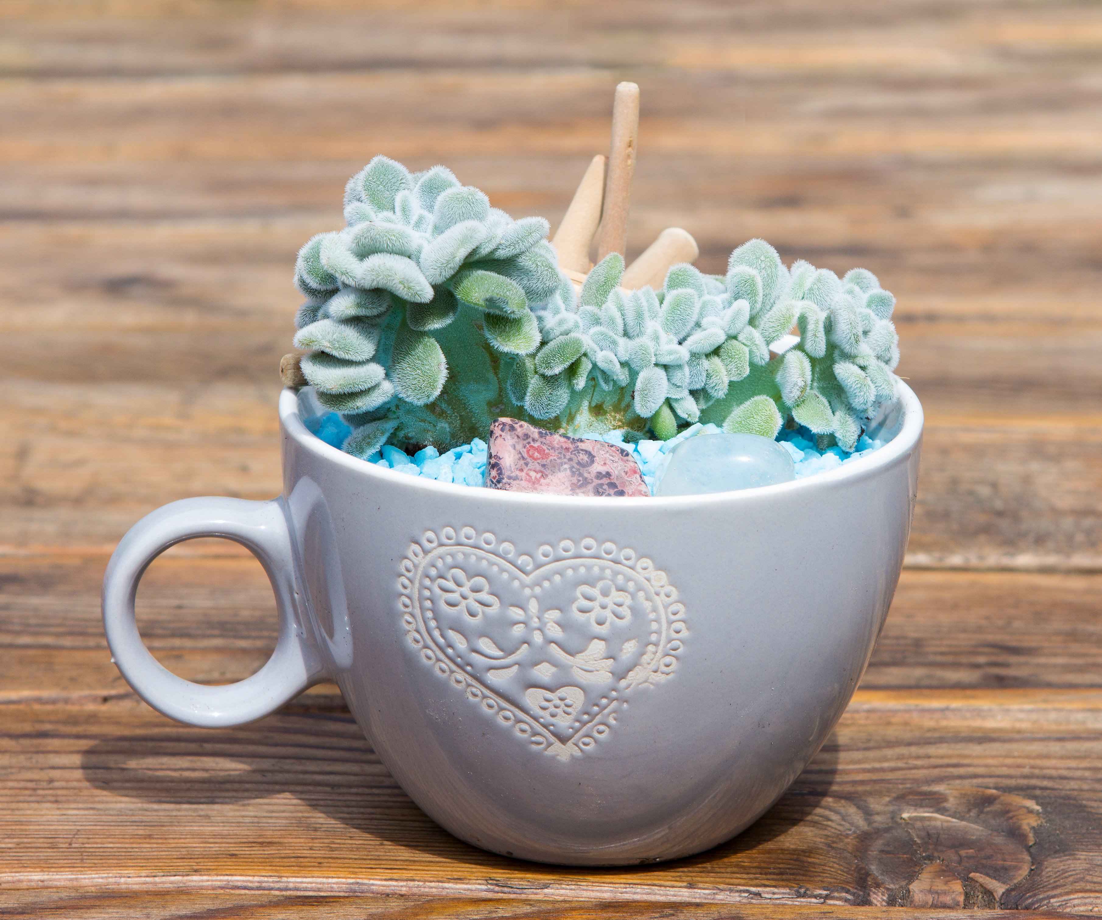 композиции из суккулентов