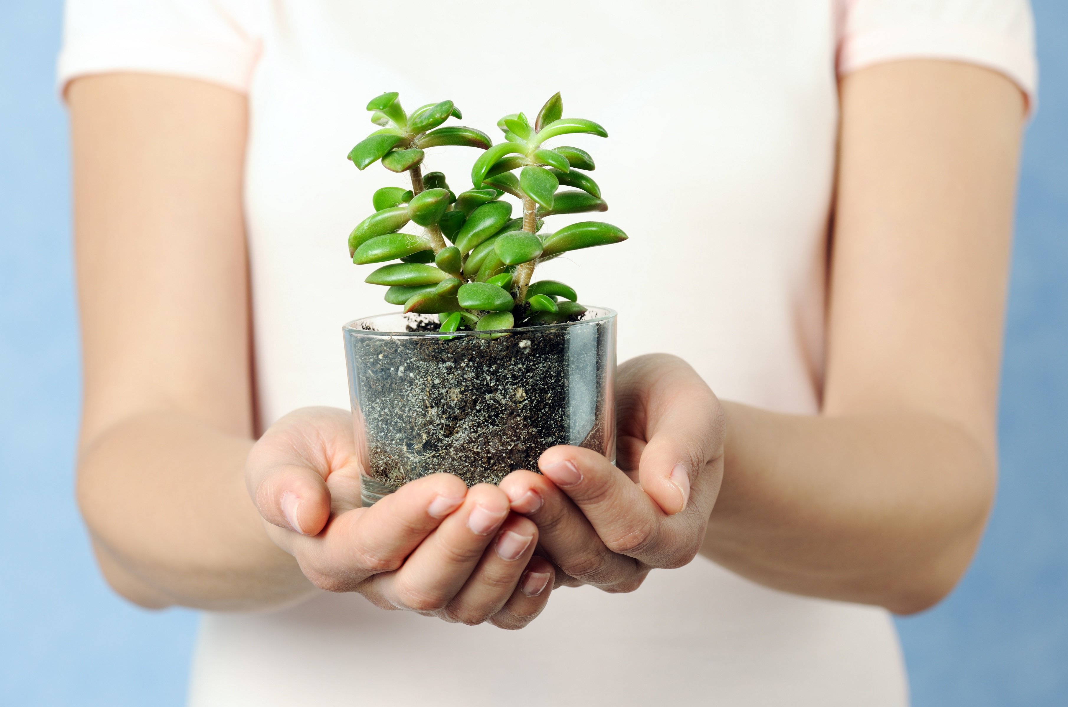 композиции из суккулентов