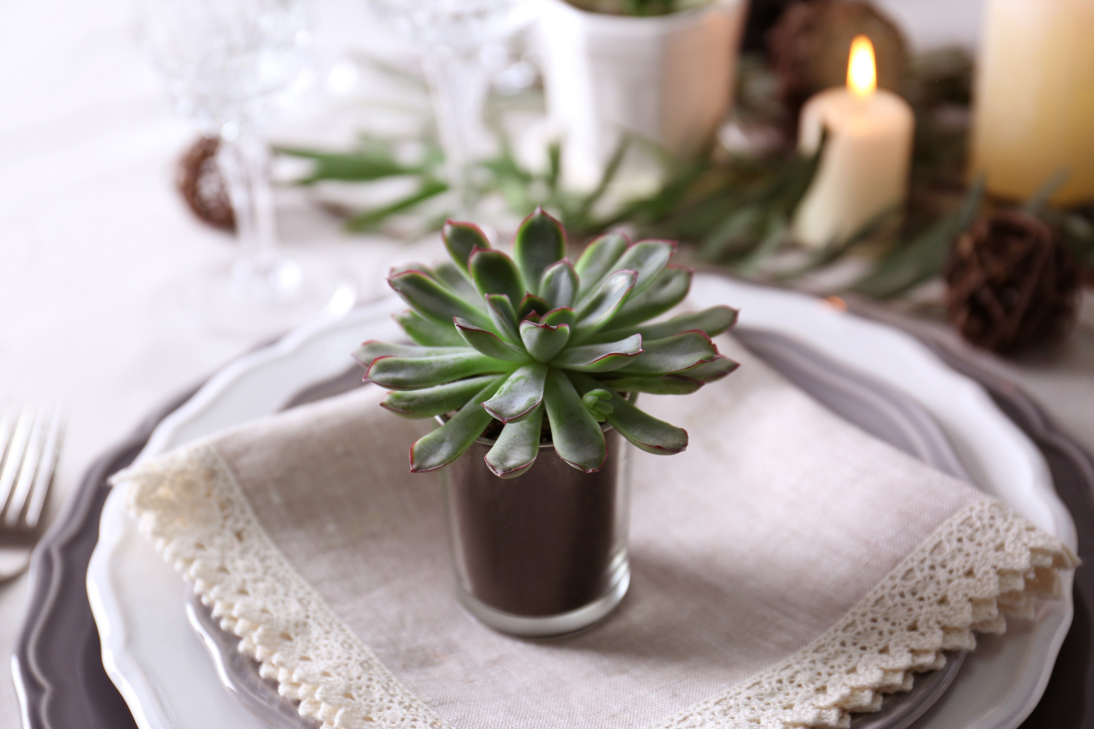 композиции из суккулентов