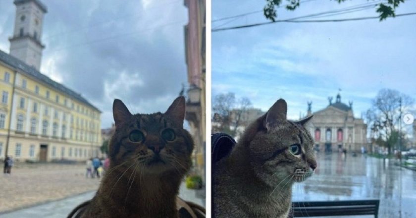 кот Степан во Львове