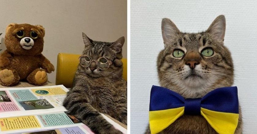 кот Степан из Харькова