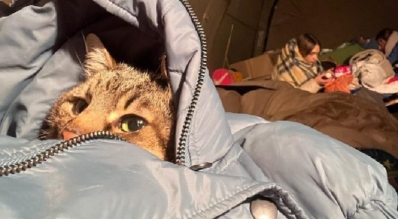 кот Степан в бомбоубежище