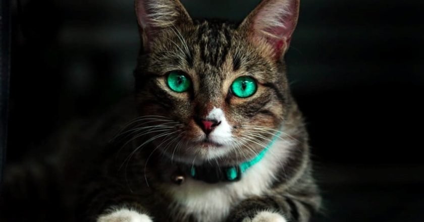 коты с крепким здоровьем