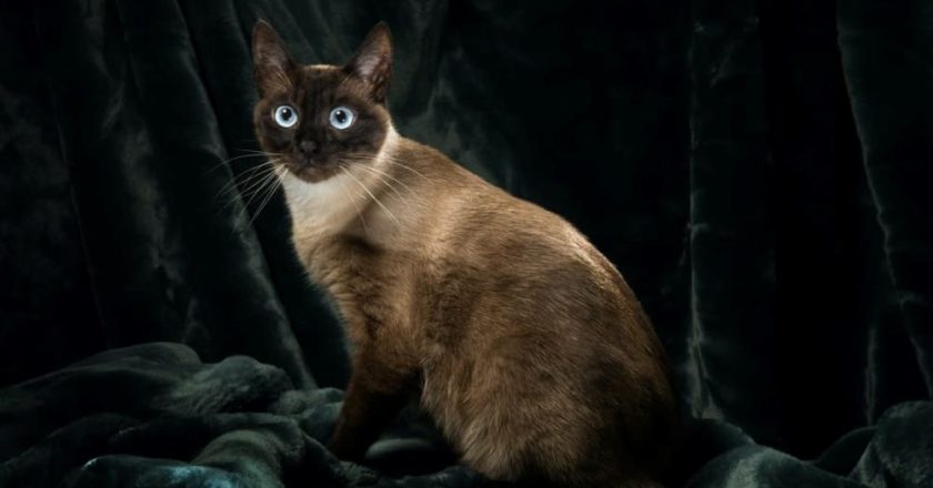 сиамская кошка