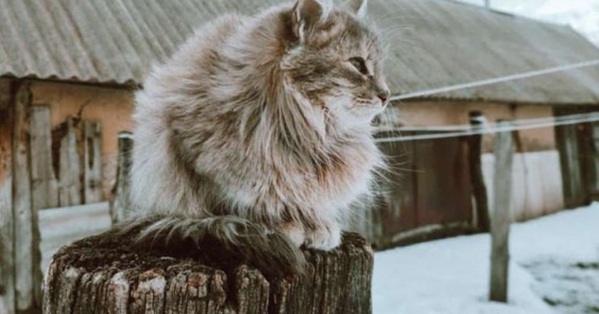 сибирская кошка